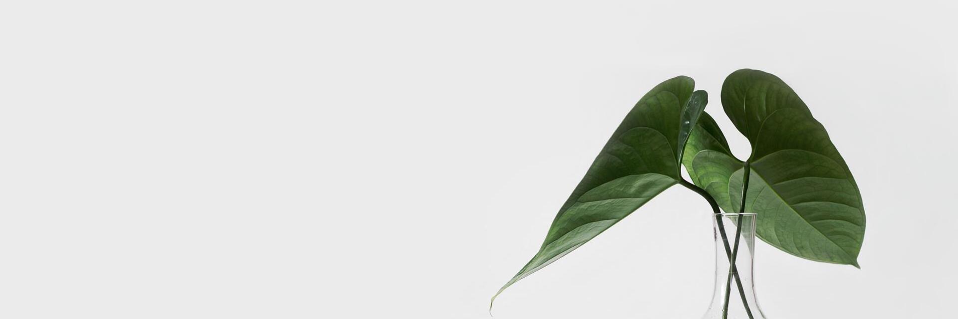 sarah-dorweiler-x2tmfd1-sga-unsplash-kopie